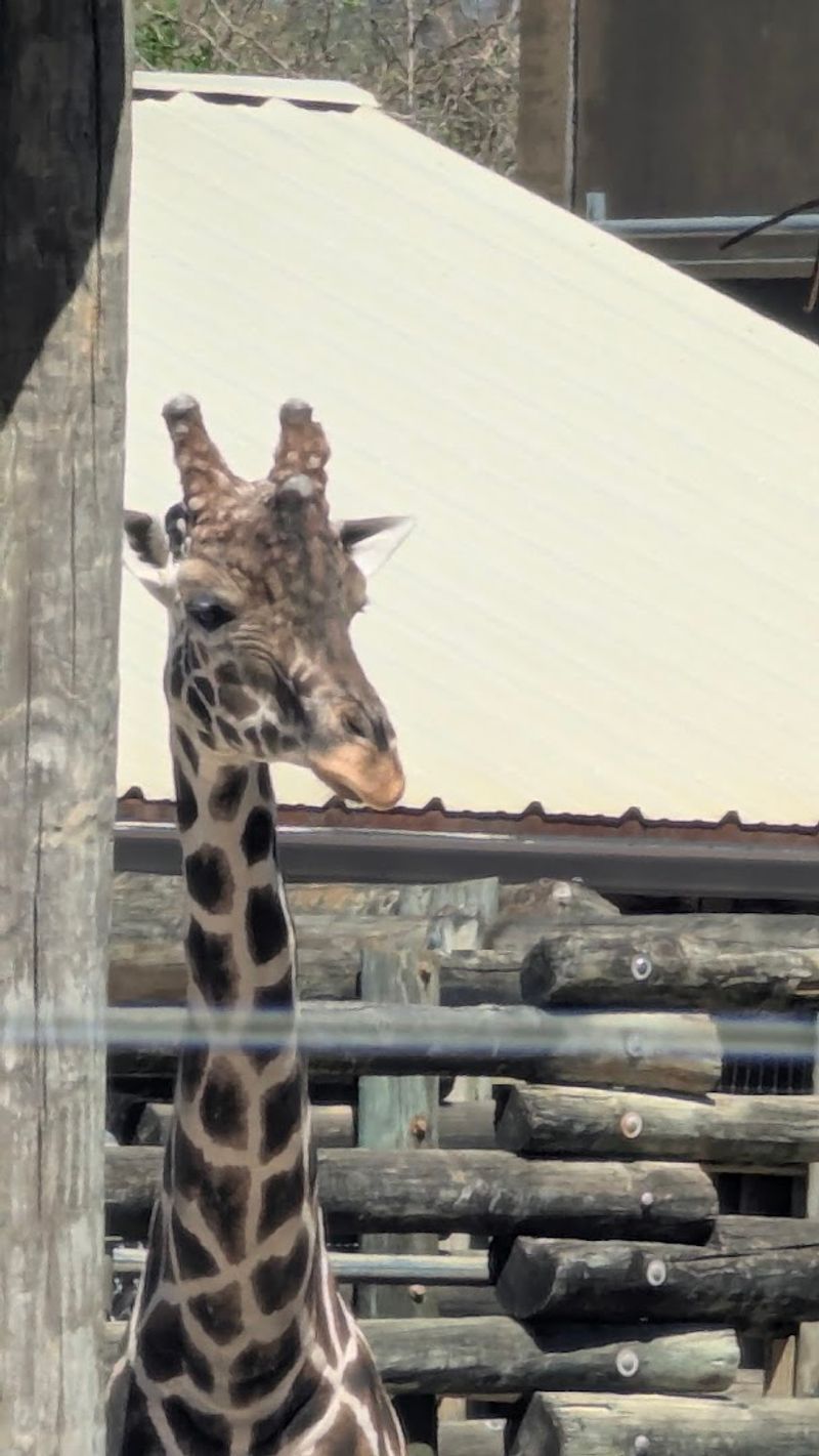 Red Panda Exhibit That Steals Every Visitor's Heart