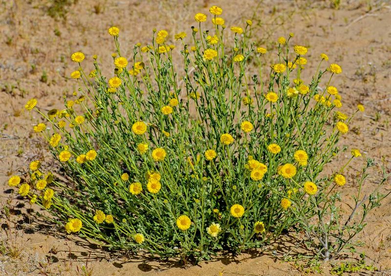 Desert marigold