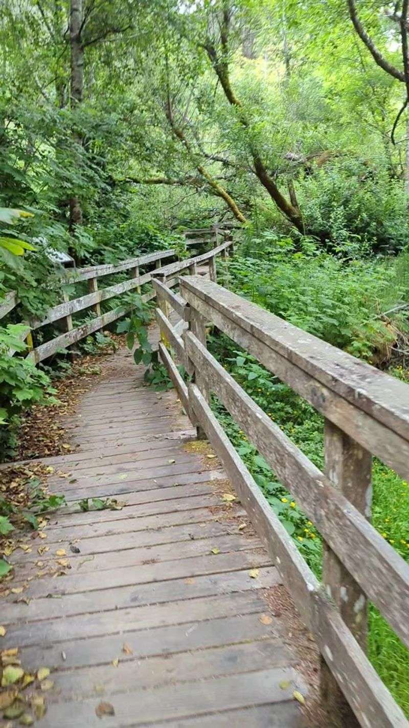 A small California state park that's simply too beautiful to keep secret 8 Riparian Habitat: Where Creek Meets Forest in Perfect Harmony