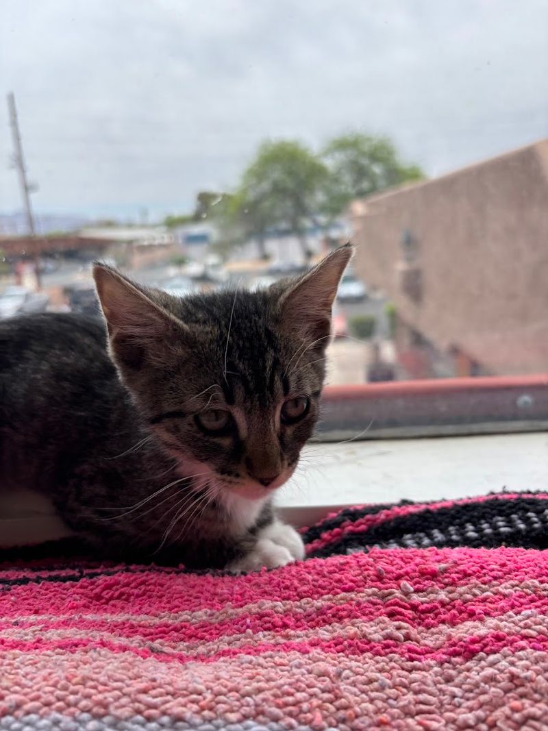 This Arizona Cat Cafe Has Become The Kind Of Wholesome Hidden Gem Animal Lovers Can't Stop Talking About 4 The Kitten Floor That Steals Every Visitor's Heart