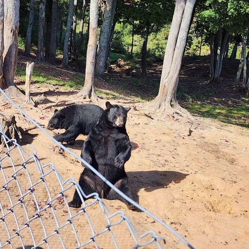 Feeding the Bears Is an Unforgettable Highlight