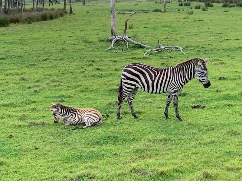 A Hidden Gem in Lakeland, Florida