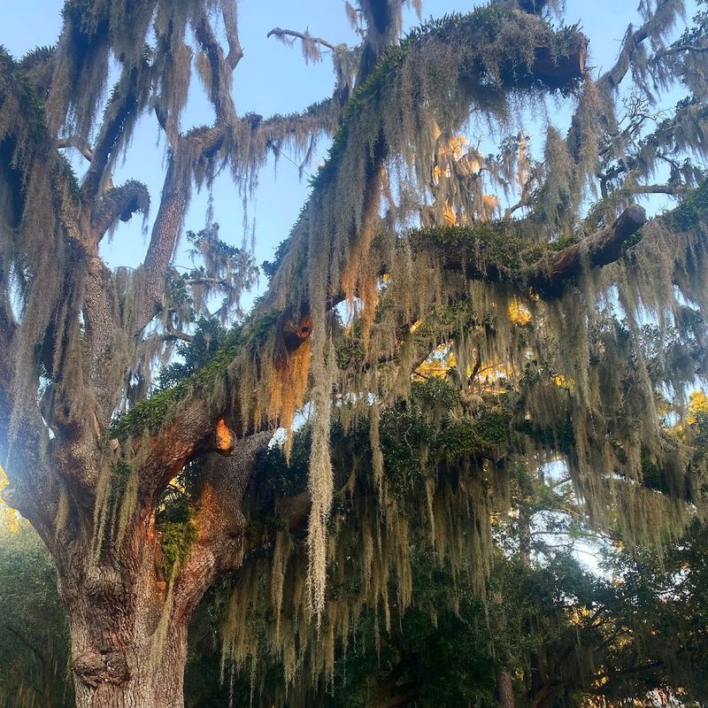 Lowcountry-Themed Artwork and Prints