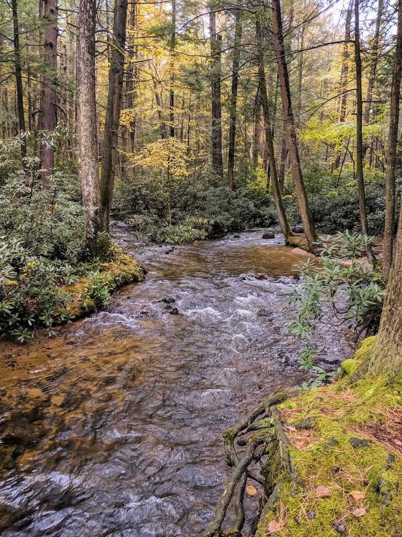 Detweiler Run and Standing Stone Creek