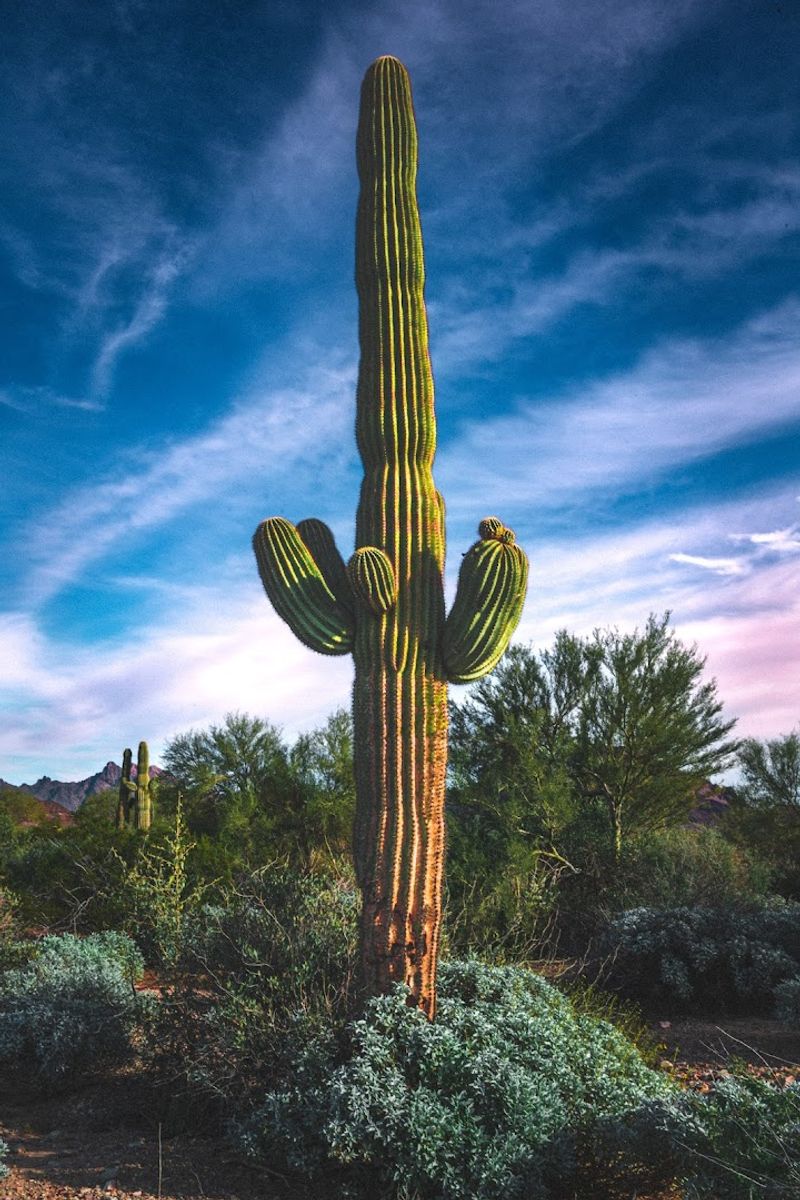 Easy Access to Nature Parks and Desert Exploration