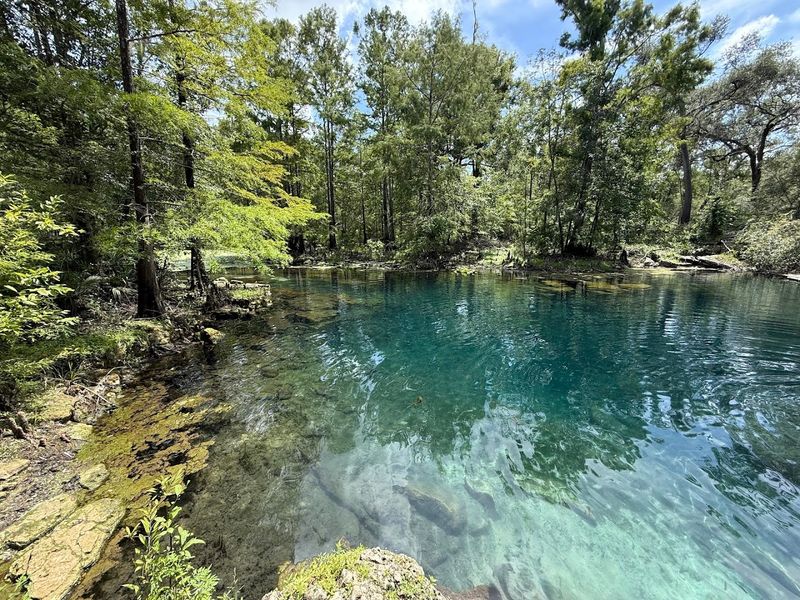 Florida’s Clearest Springs That Feel Quietly Unreal in Person 14 Wes Skiles Peacock Springs State Park - Live Oak, Florida