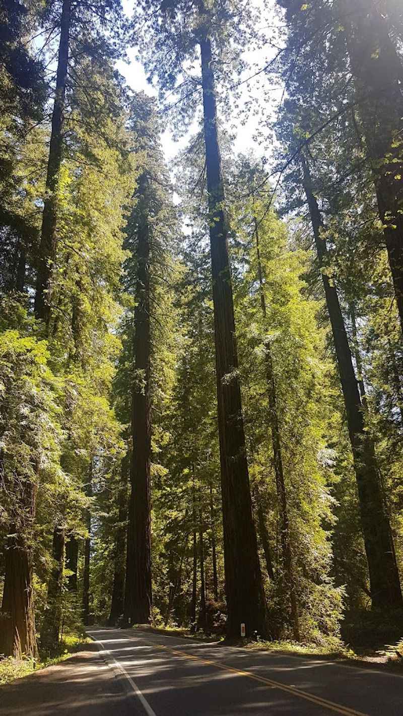 The Immortal Tree: A Living Legend on the Side of the Road