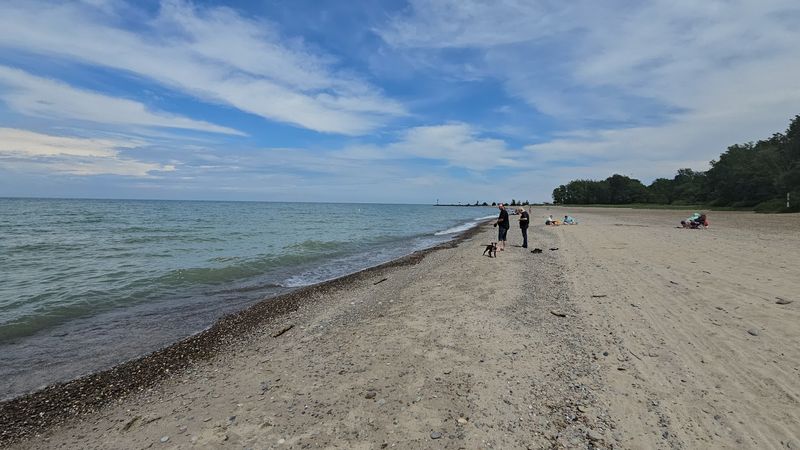 Dog-Friendly Beach Area for Your Furry Companion