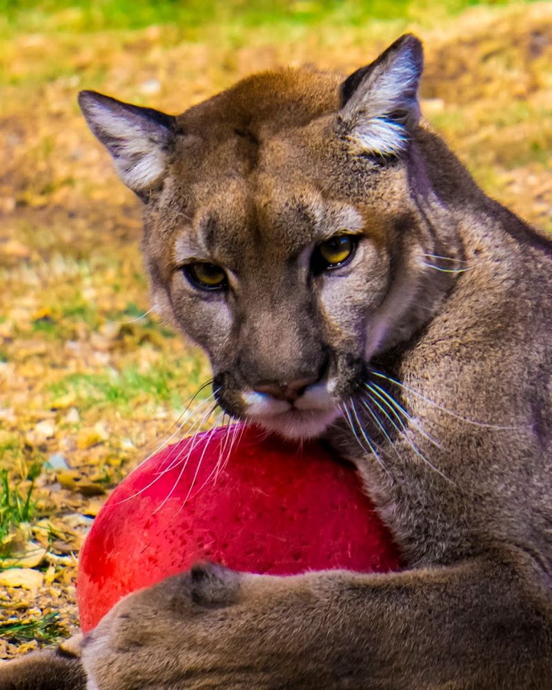 Heritage Park Zoological Sanctuary - Prescott, Arizona