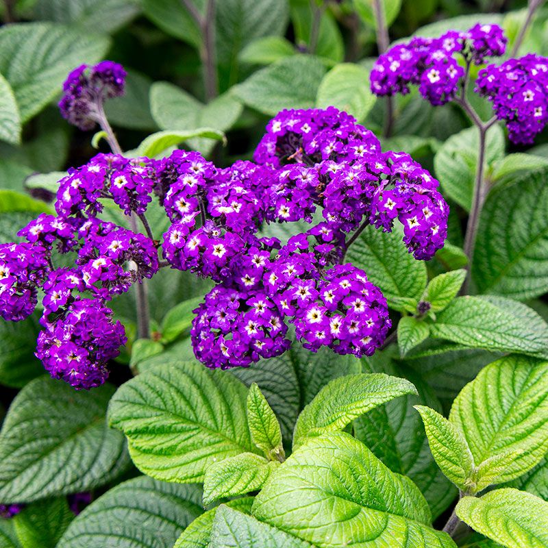 Fragrant Plants That Bring Both Color and Scent to Florida Gardens 12 Heliotrope