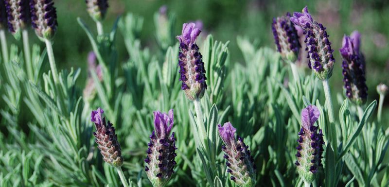 Plants That Grow Well in Florida’s Sandy Soil Without Extra Effort 12 Lavender