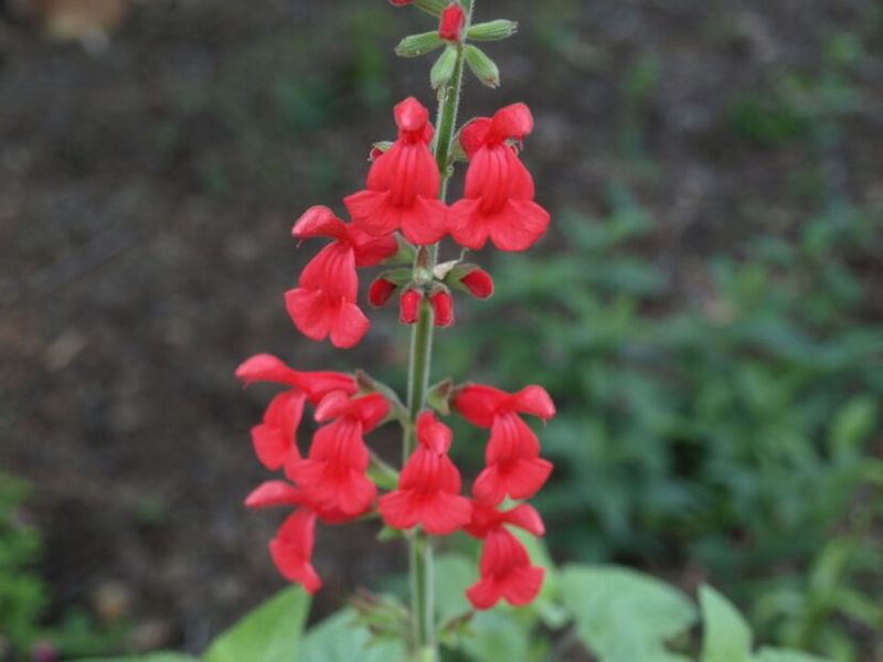 Salvia