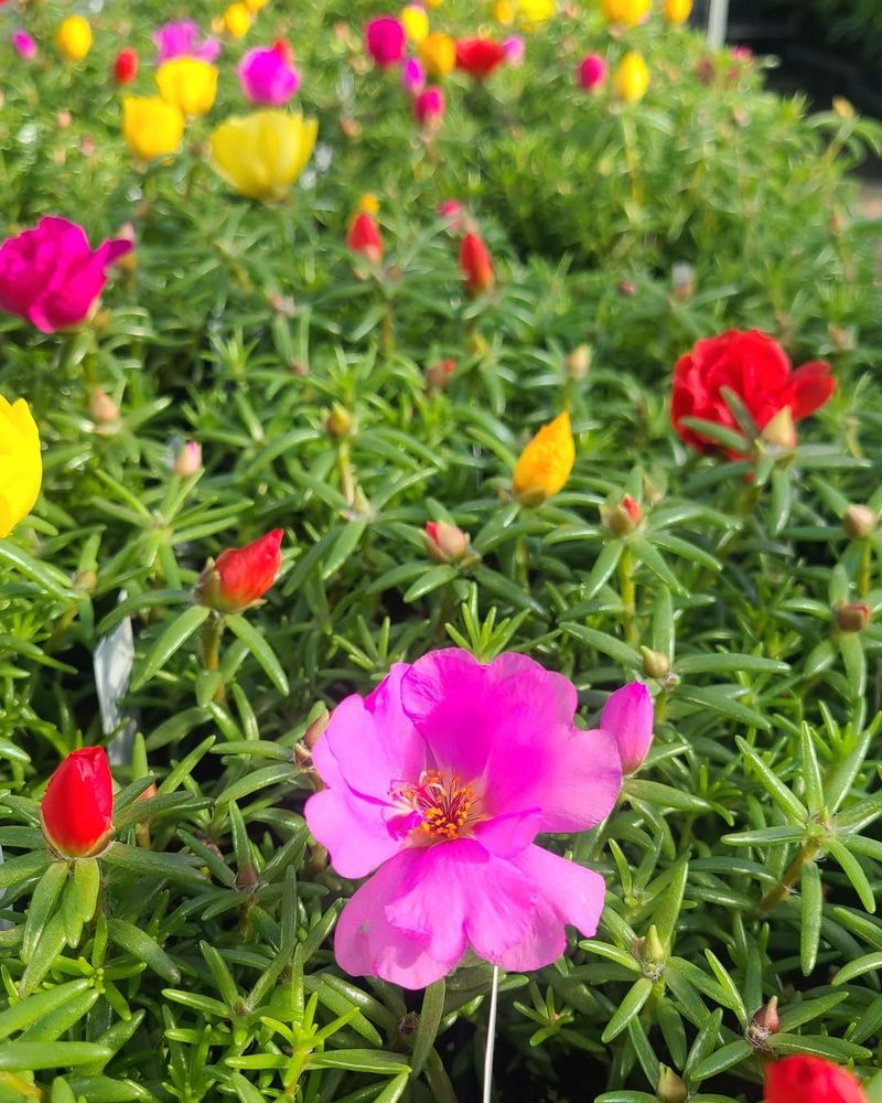 Portulaca