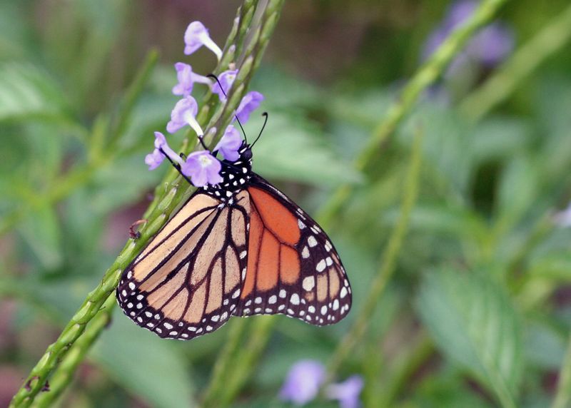 24 low-maintenance flowers that keep blooming through Florida summer 19 Porterweed