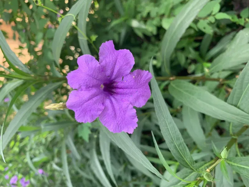 Ruellia