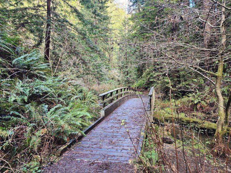 Van Damme State Park - Little River, California