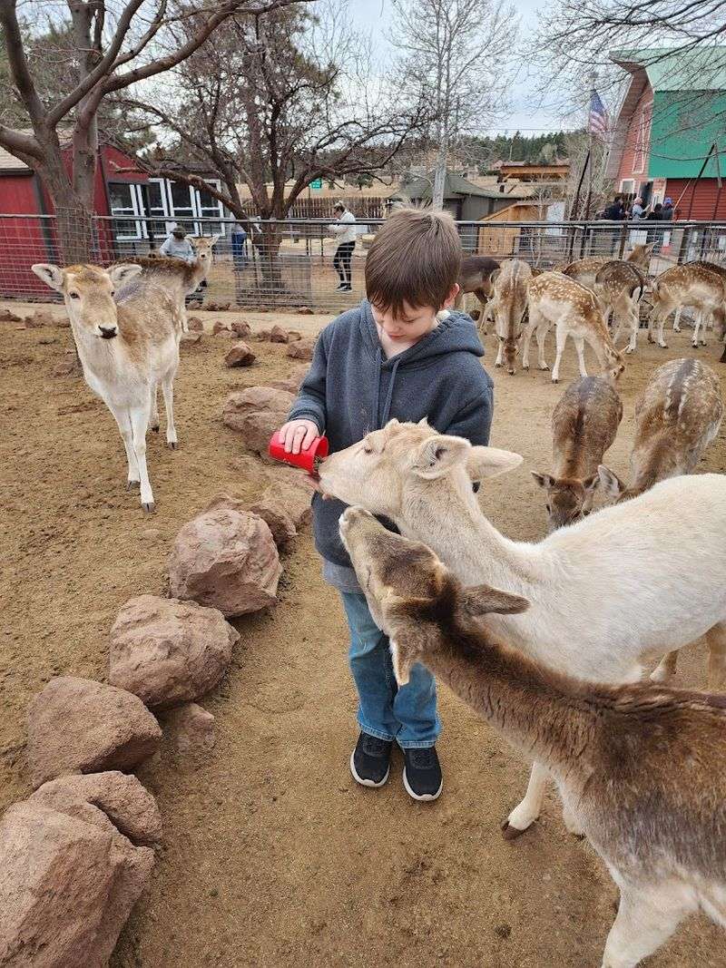 Grand Canyon Deer Farm - Williams, Arizona