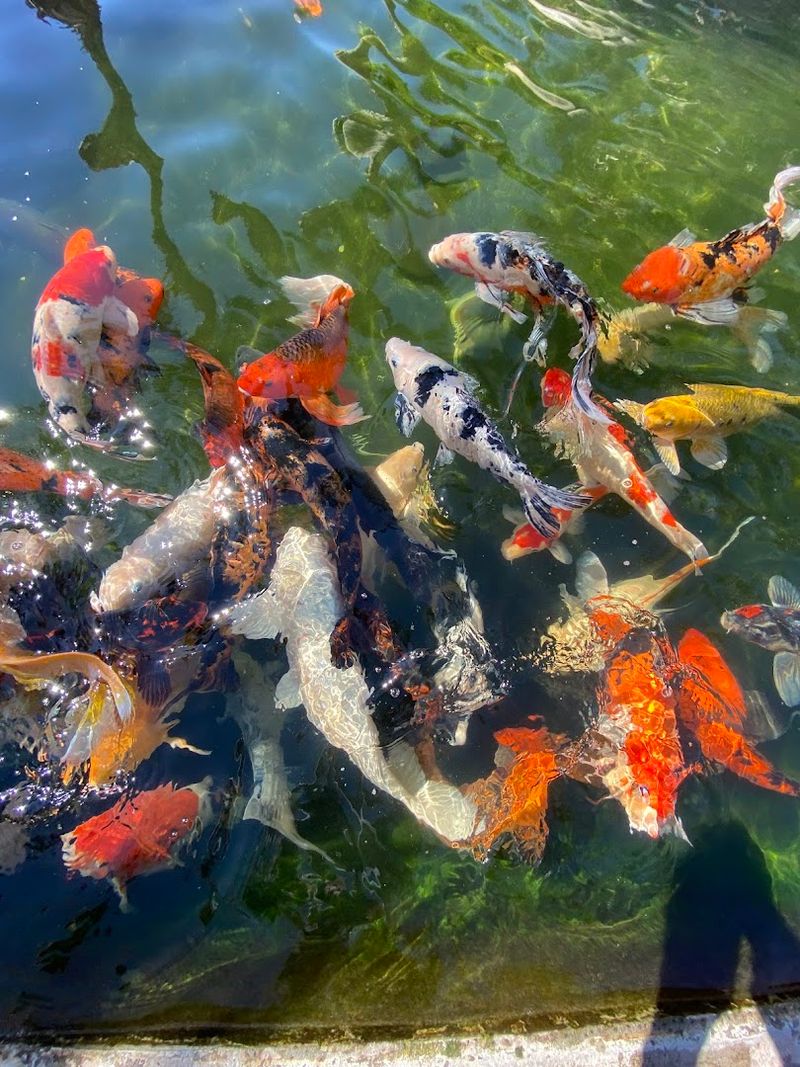 Petting Zoo and Stingray Touch Tank