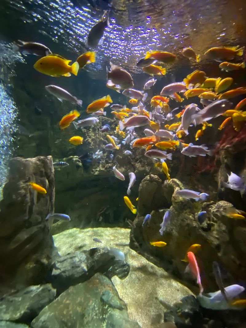 The Aquarium Experience