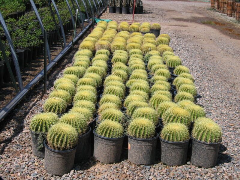 Barrel Cactus