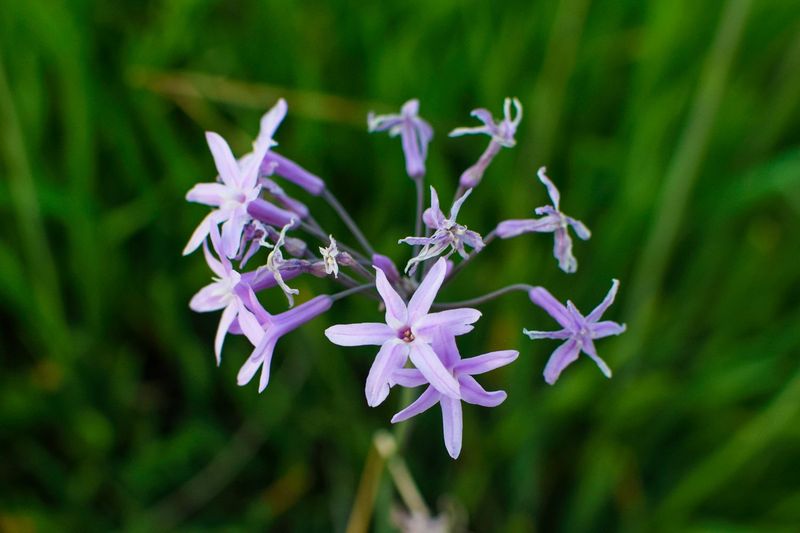 24 low-maintenance flowers that keep blooming through Florida summer 17 Society Garlic