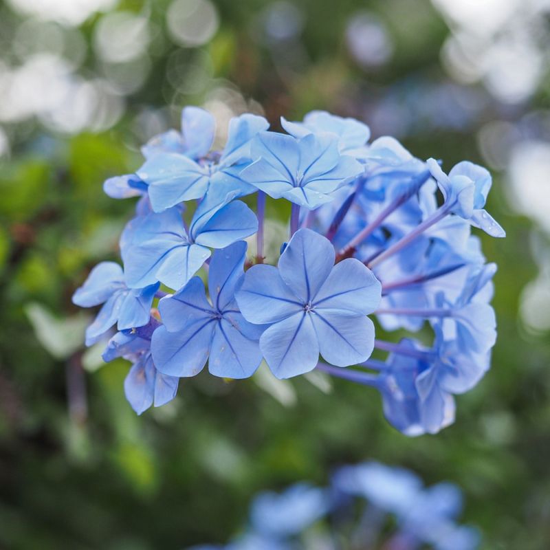 Plumbago