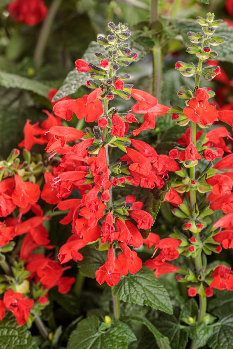 Salvia