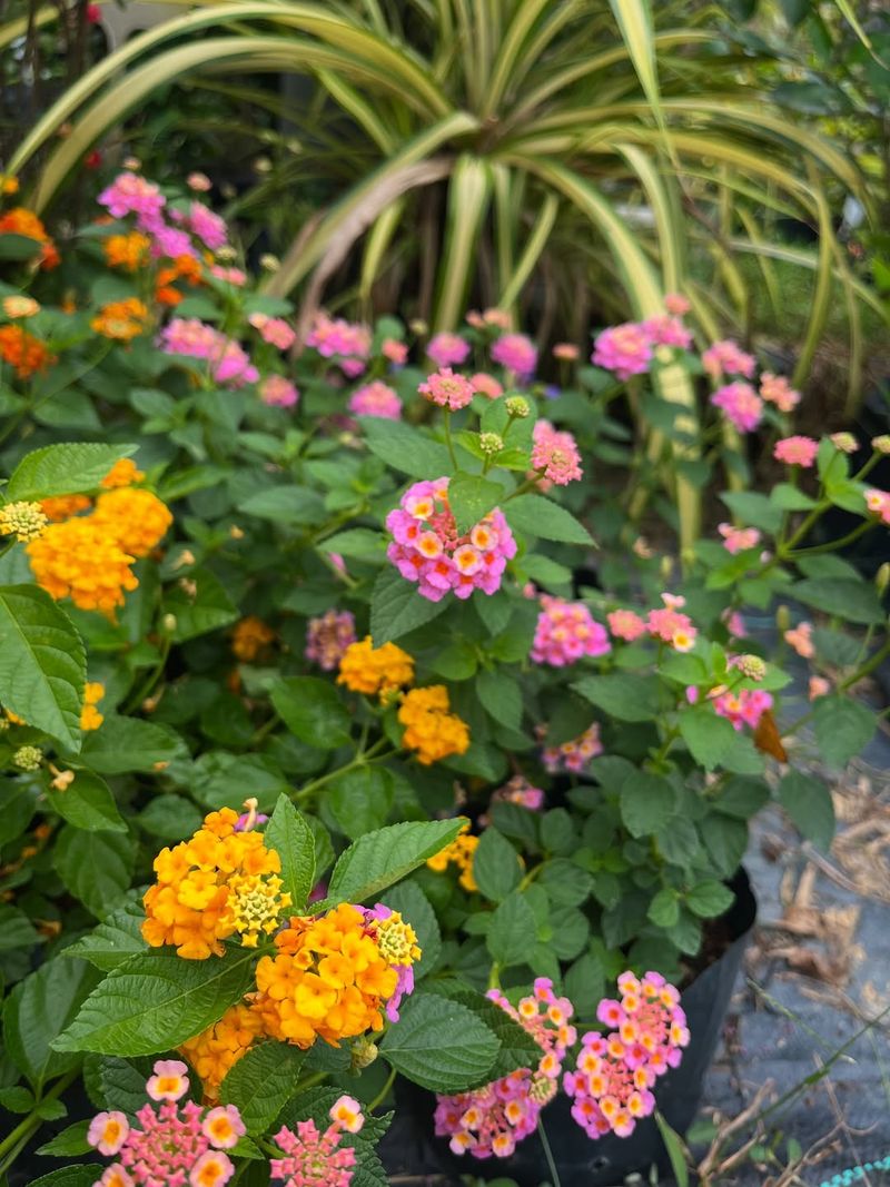 Lantana