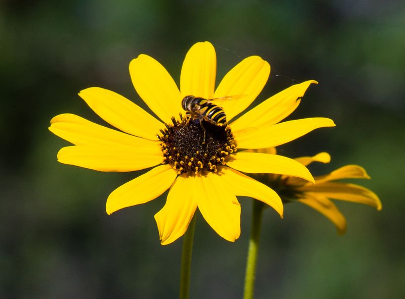 Florida Plants That Bring Butterflies and Bees Into Your Garden Naturally 20 Narrowleaf Sunflower