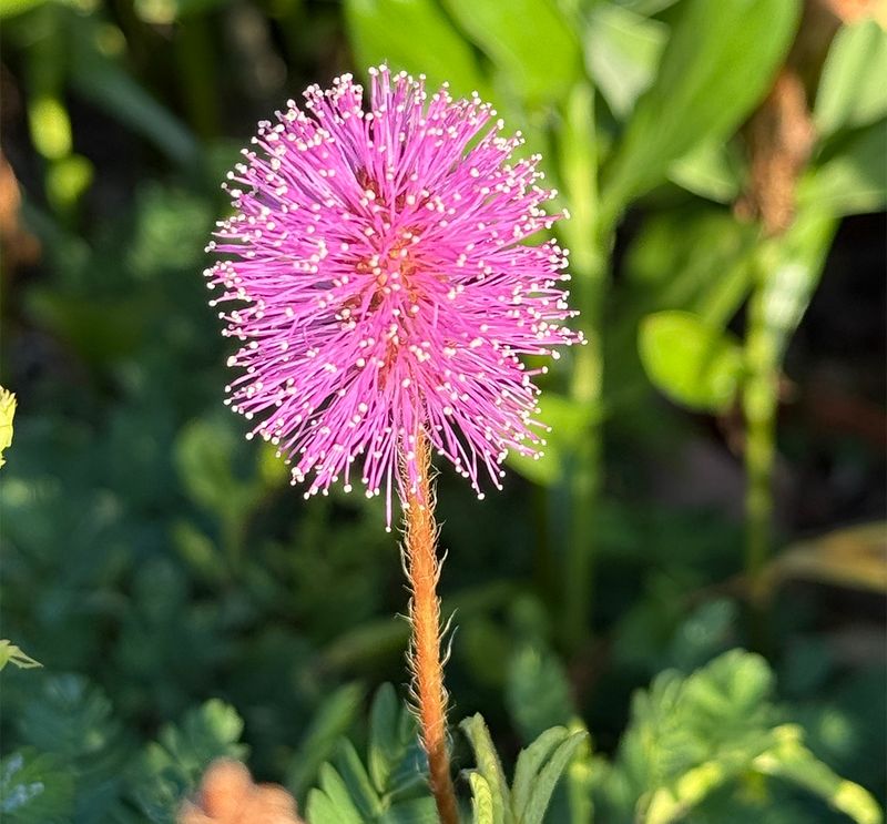 Sunshine Mimosa (Mimosa strigillosa)