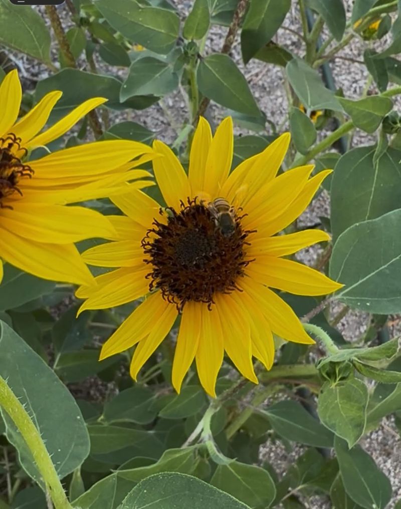 Desert Sunflower