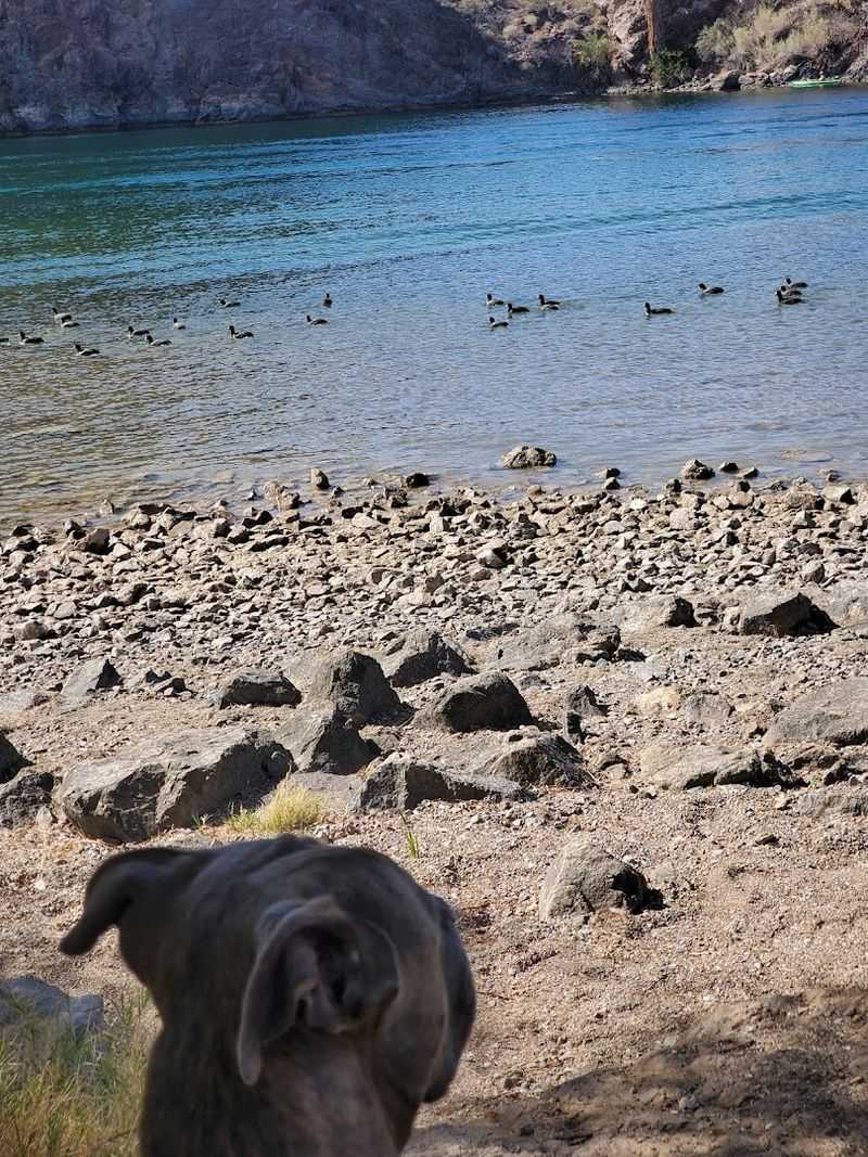A Dog Park That Pets Actually Love