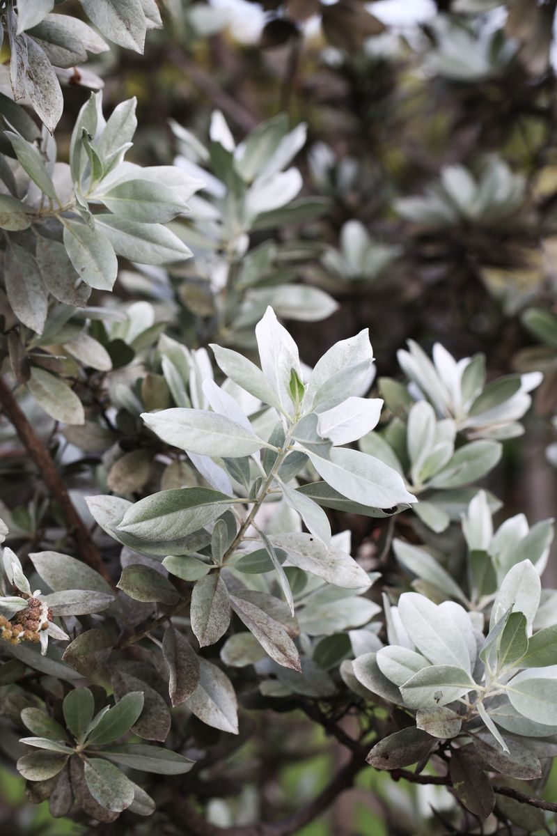 Plants That Thrive in Florida’s Coastal Soil and Salty Air 7 Silver Buttonwood