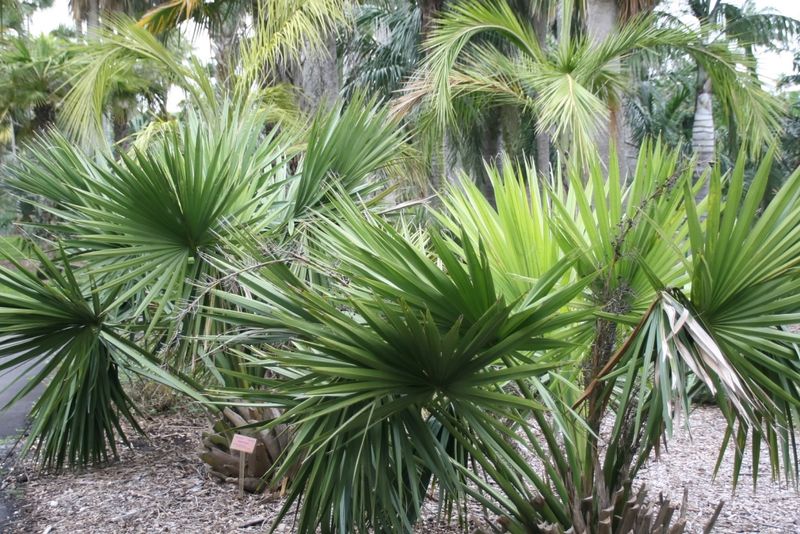 Dwarf palmetto