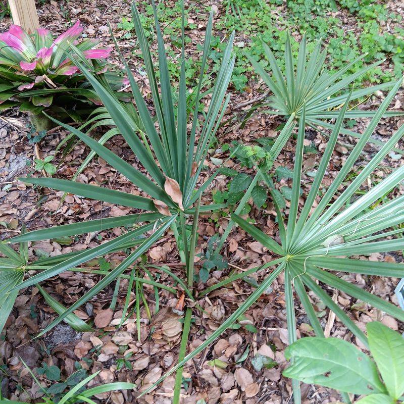 Dwarf palmetto