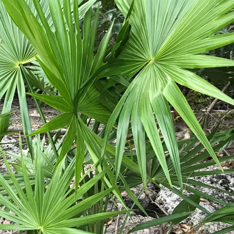 Native Florida Plants That Practically Take Care of Themselves 10 Dwarf palmetto