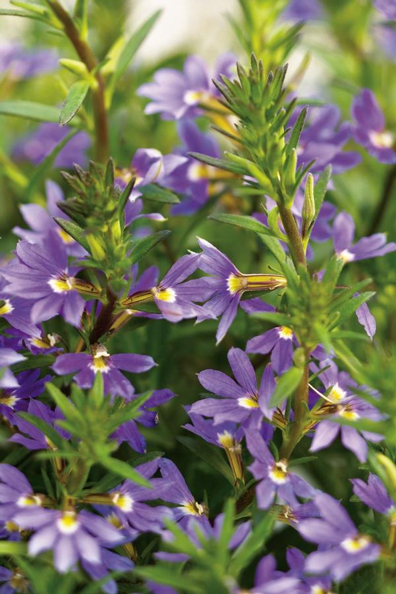 Scaevola