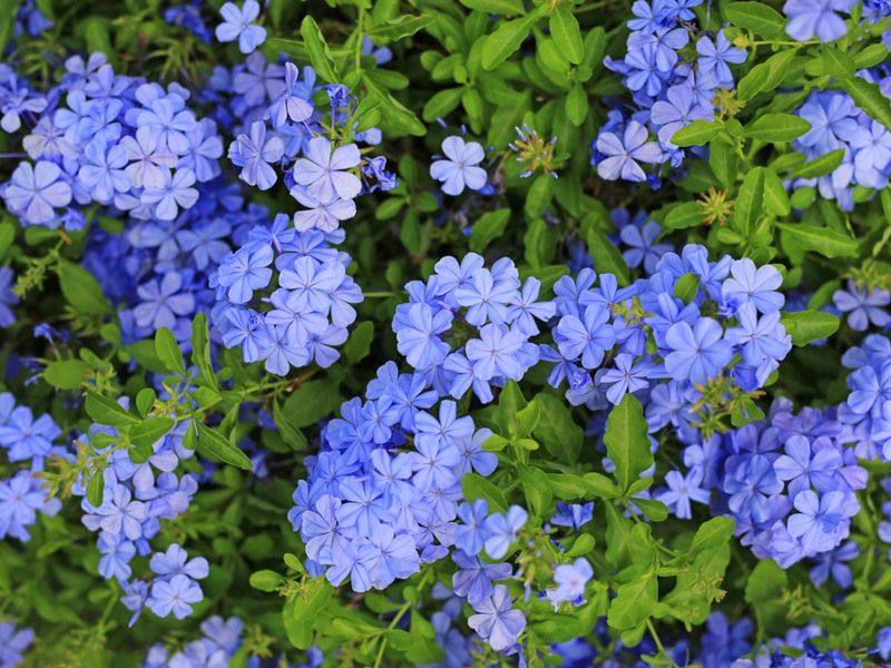 Plumbago