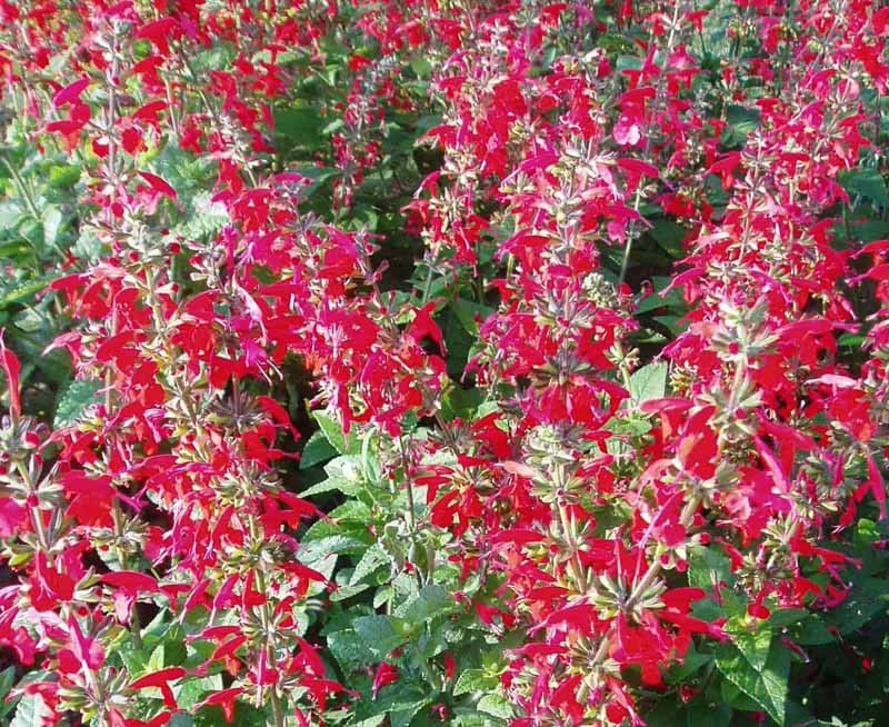 Salvia