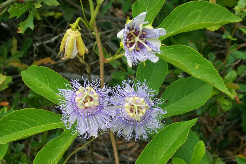 Passionflower (Passiflora incarnata)