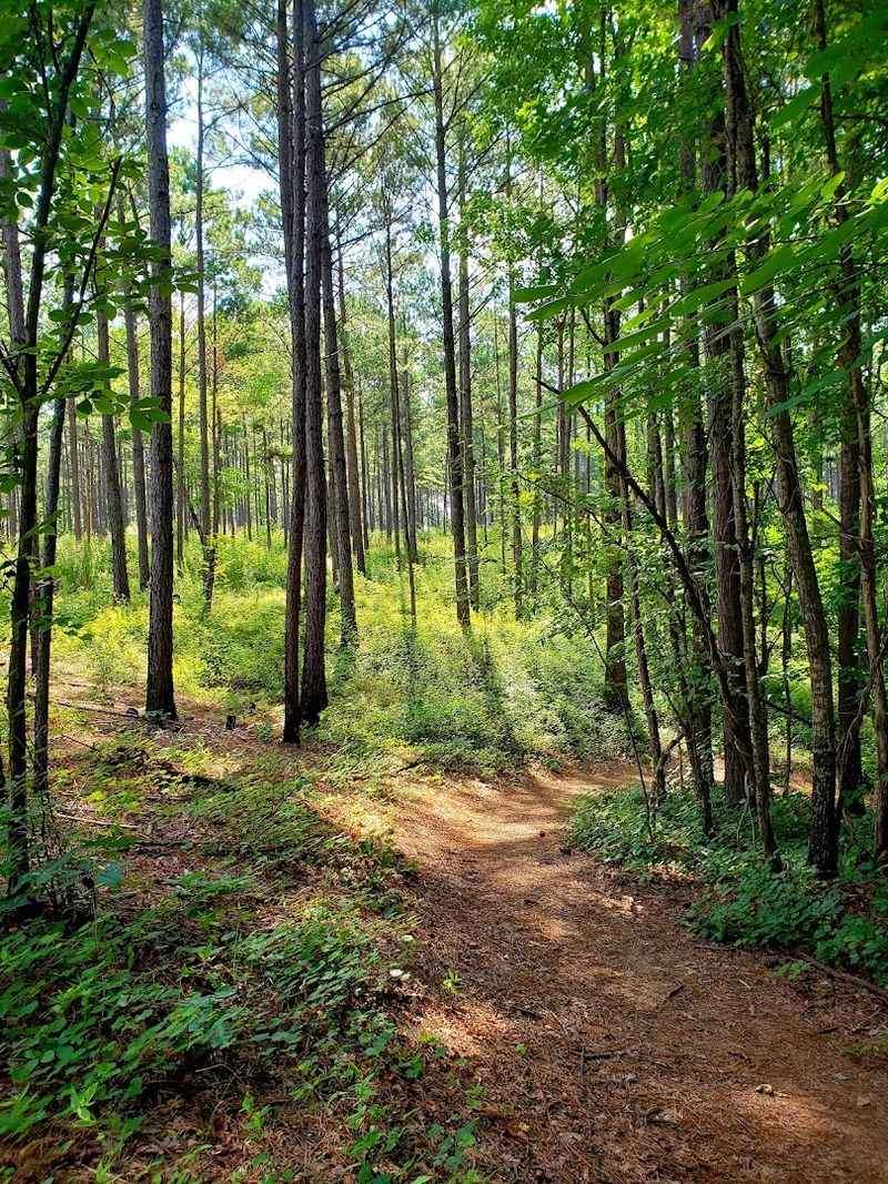 Camping Options That Suit Every Style