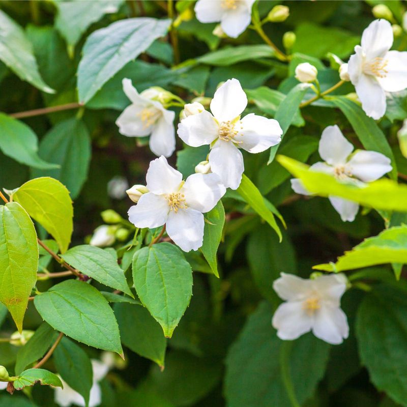 Fragrant Plants That Bring Both Color and Scent to Florida Gardens 24 Mock Orange