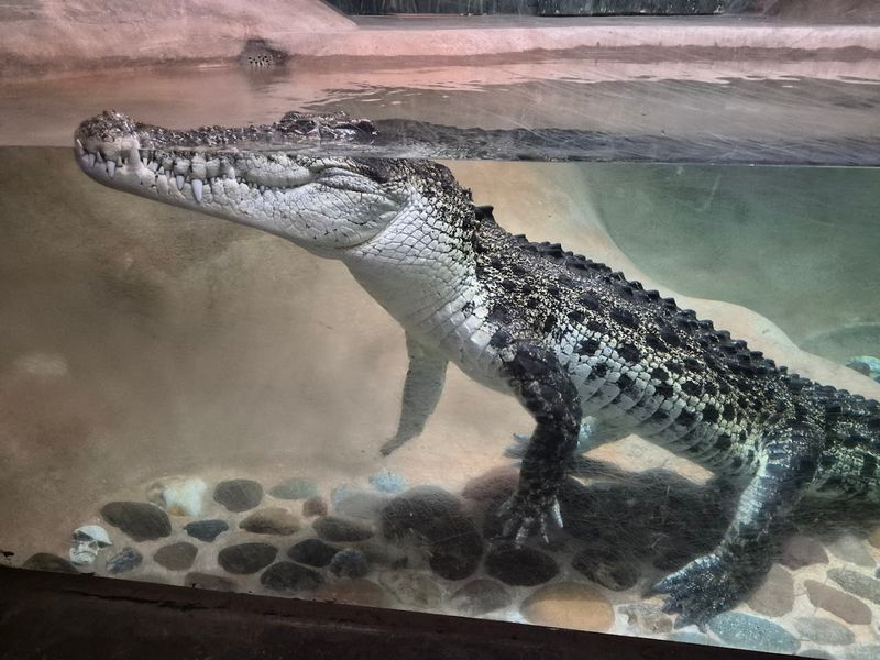 Wildlife World Zoo, Aquarium & Safari Park - Litchfield Park, Arizona