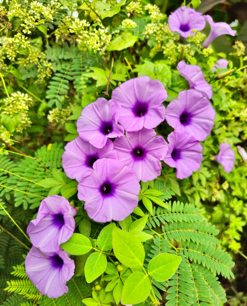 Railroad Vine (Ipomoea pes-caprae)