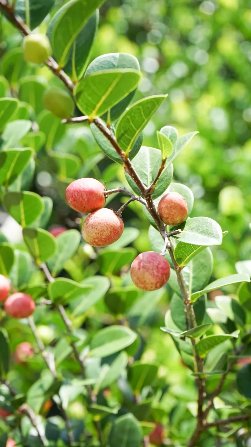 Plants That Thrive in Florida’s Coastal Soil and Salty Air 3 Cocoplum