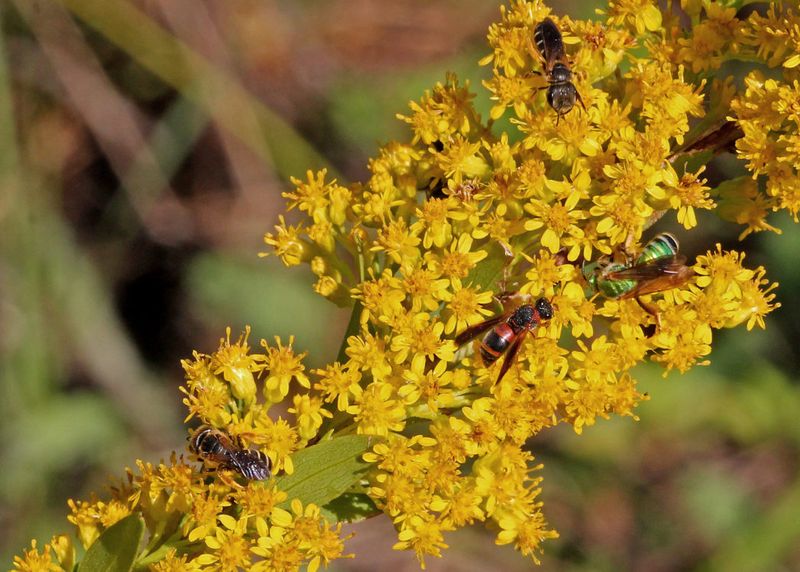 Plants That Grow Well in Florida’s Sandy Soil Without Extra Effort 18 Goldenrod