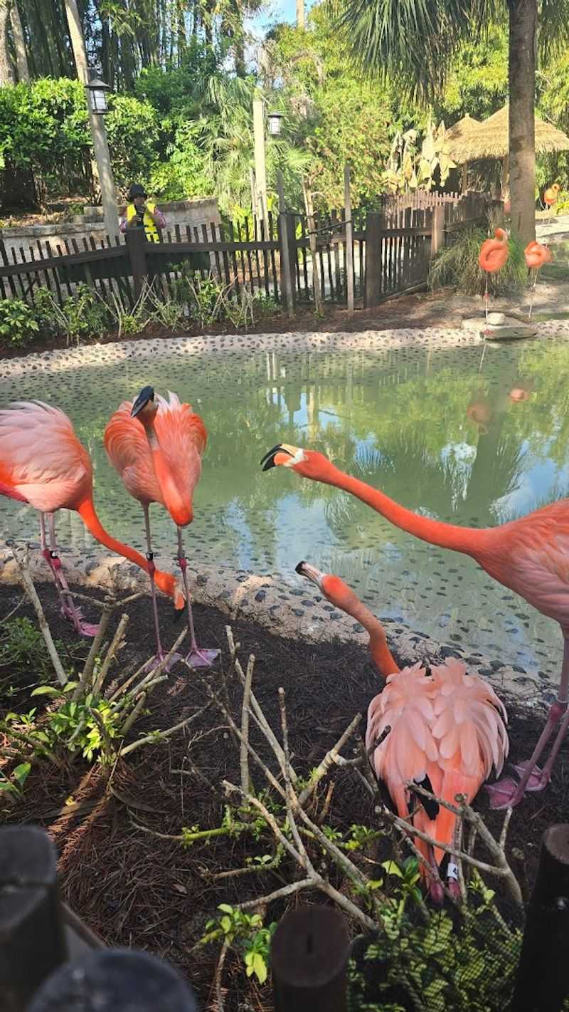 The Flamingo Area: Florida's Pinkest Attraction