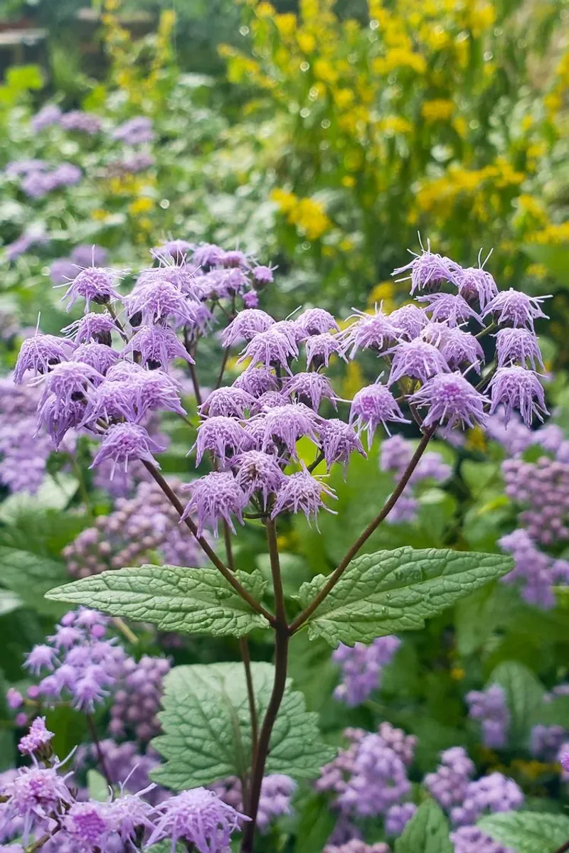 Native Florida Plants That Practically Take Care of Themselves 16 Mistflower