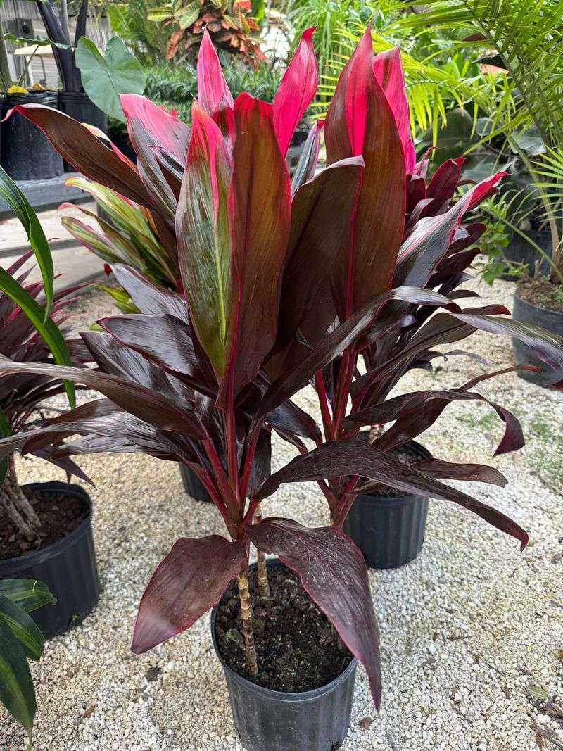 Cordyline