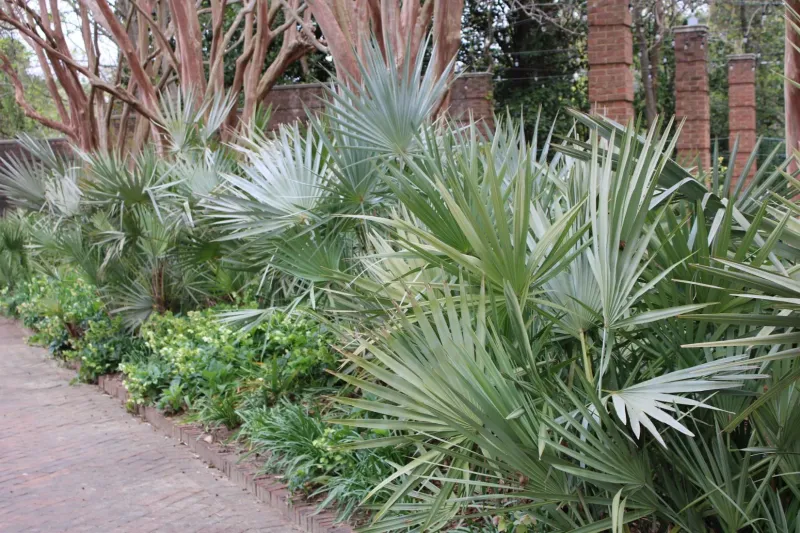 Dwarf Palmetto